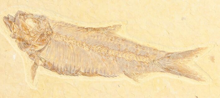 Detailed, Knightia Fossil Fish - Wyoming #78316